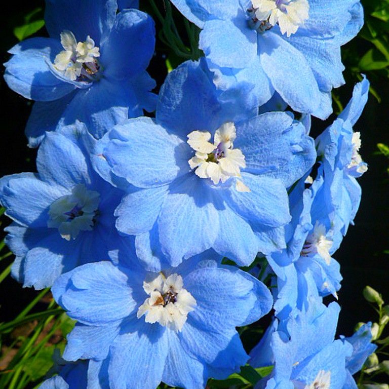 Дельфиниум гибридный Меджик Фонтейн светло-синий с белой пчелой