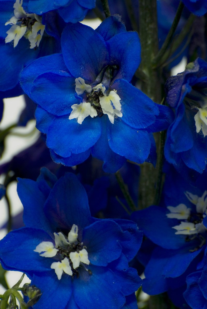 Дельфиниум гибридный Меджик Фонтейн темно-синий с белой пчелой