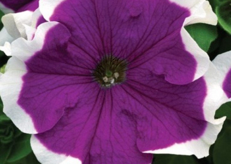Петуния гибридная крупноцветковая Мороз фиолетовая