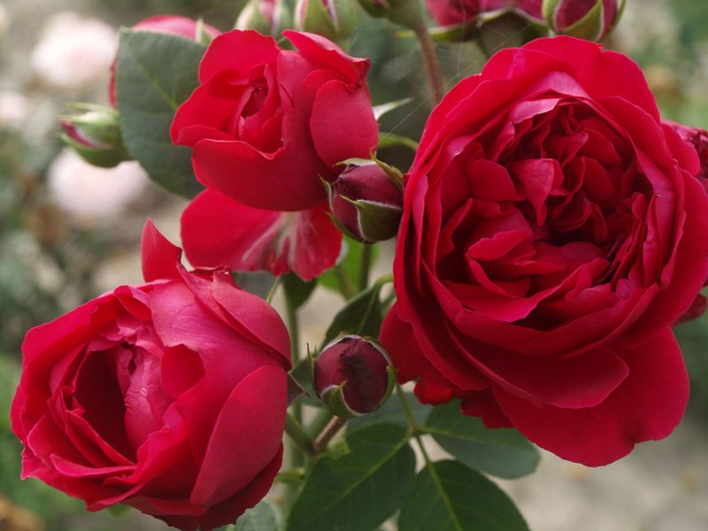 Роза плетистая Ред Иден Роуз