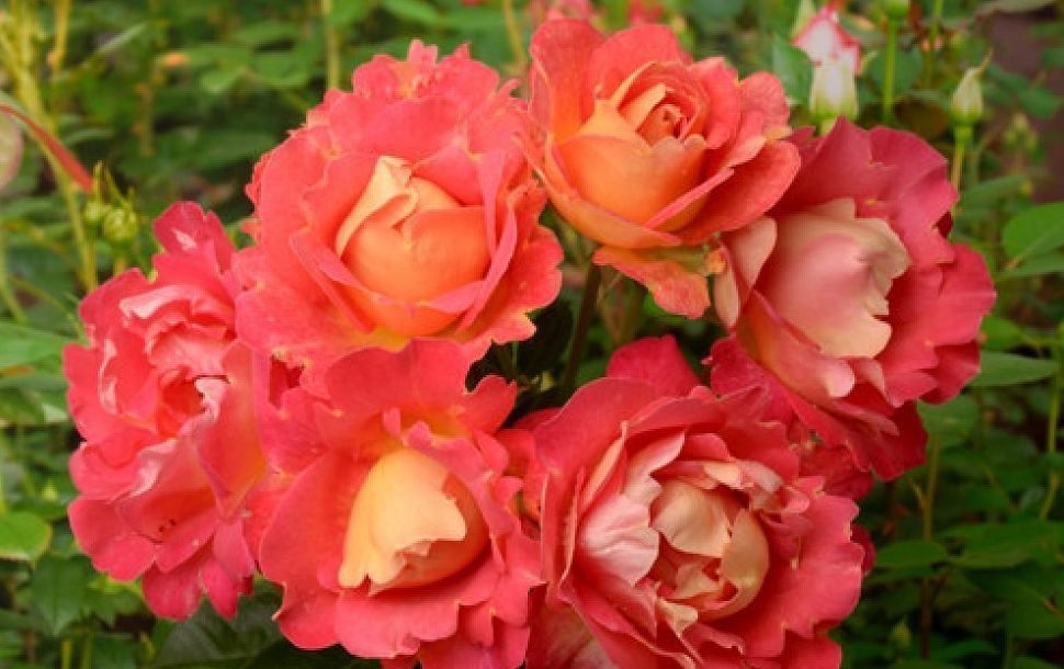 Роза плетистая крупноцветковая Арлекин