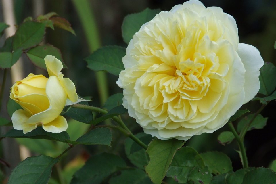 Роза кустарниковая махровая Пилгрим бело-жёлтая