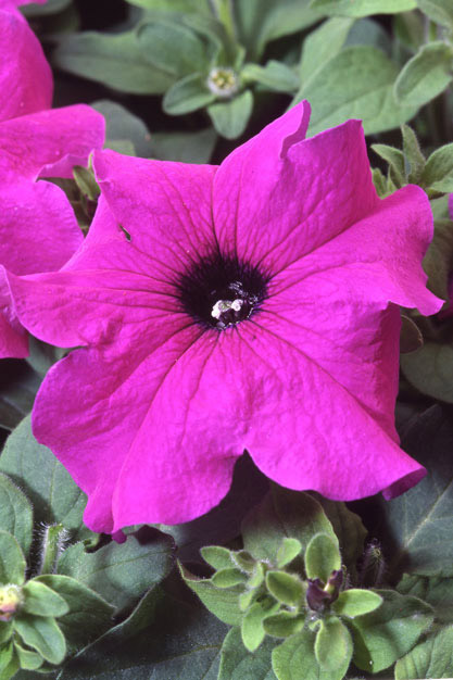 Петуния гибридная крупноцветковая Танго фиолетовая