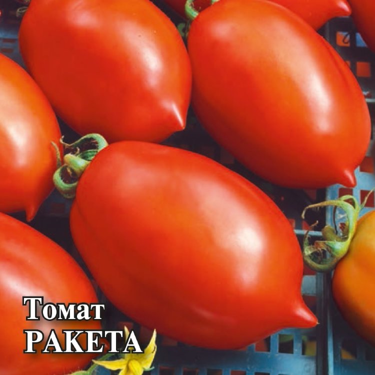 Томат Ракета