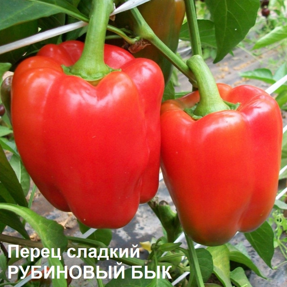 Перец сладкий Рубиновый бык